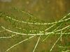 Nuttall's Waterweed - Photo (c) Arne Beck, some rights reserved (CC BY-NC), uploaded by Arne Beck