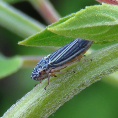Graphocephala hieroglyphica
