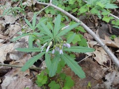 Cardamine concatenata
