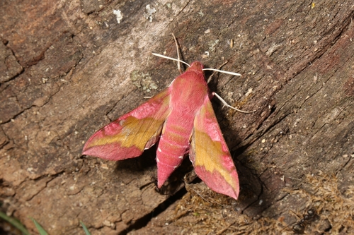 Small Elephant Hawkmoth, photo 4 of 9