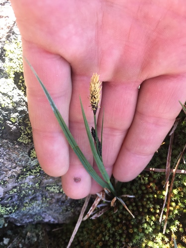 Carex bigelowii iNat (2)