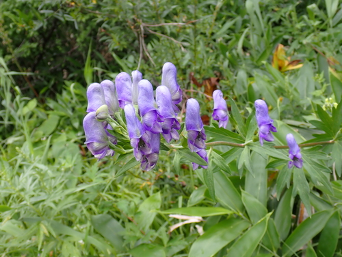 Aconitum nipponicum iNat (3)