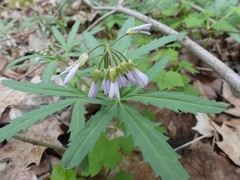 Cardamine concatenata
