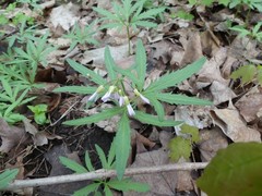 Cardamine concatenata