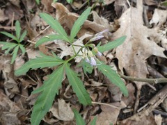 Cardamine concatenata
