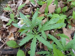 Cardamine concatenata