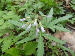 Cardamine concatenata