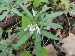 Cardamine concatenata