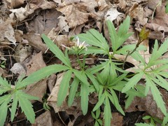Cardamine concatenata