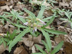 Cardamine concatenata