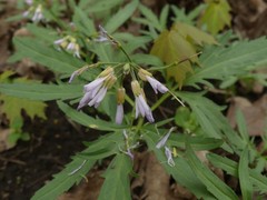 Cardamine concatenata