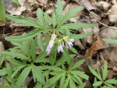Cardamine concatenata