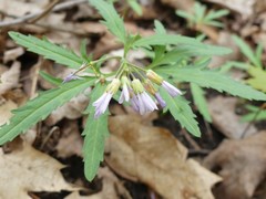 Cardamine concatenata