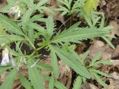 Cardamine concatenata