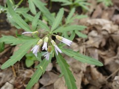 Cardamine concatenata