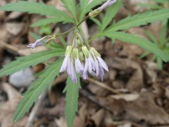 Cardamine concatenata