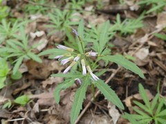 Cardamine concatenata