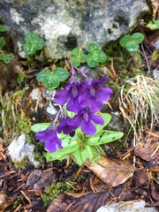 Pinguicula grandiflora