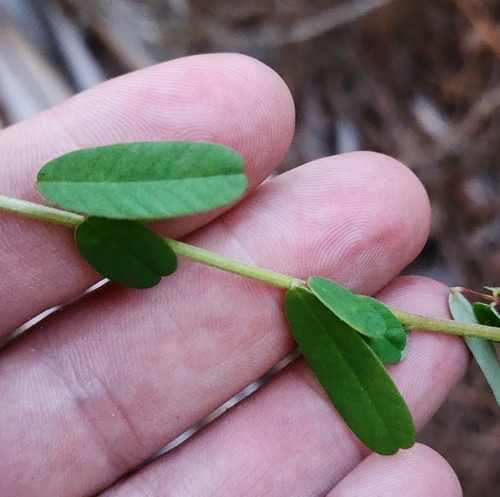 Image of Chapmannia floridana by (c) Scott Allen Davis, some rights reserved (CC BY)