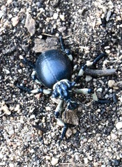 Brachycerus globosus