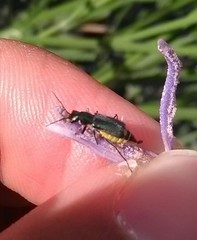 Malachius bipustulatus