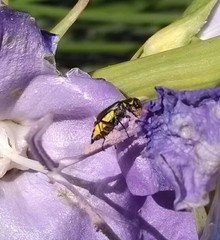 Malachius bipustulatus
