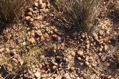 Oxalis droseroides