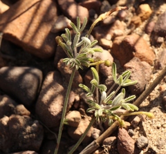 Oxalis droseroides