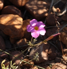 Oxalis droseroides