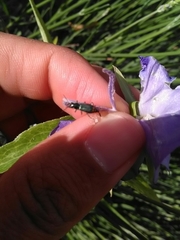 Malachius bipustulatus