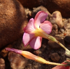 Oxalis droseroides
