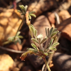 Oxalis droseroides