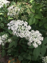 Aegopodium