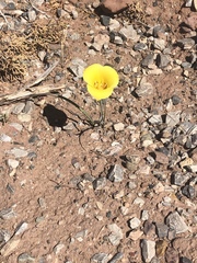 Calochortus aureus