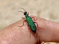 Eupompha fissiceps