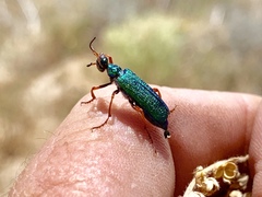 Eupompha fissiceps