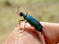 Eupompha fissiceps