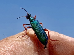 Eupompha fissiceps