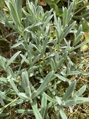 Cerastium tomentosum