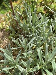 Cerastium tomentosum