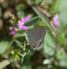 Cupido comyntas texana