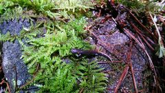 Pseudoeurycea leprosa