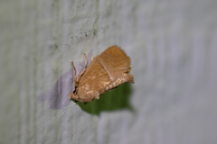 Apoda latomia