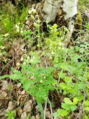 Thalictrum foetidum