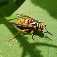 Spilomyia alcimus