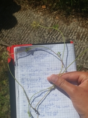 Trifolium angustifolium