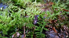 Pseudoeurycea leprosa