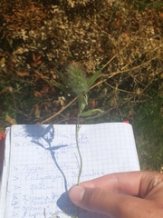 Trifolium angustifolium