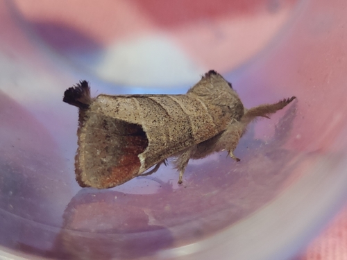 Clostera curtula