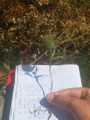 Trifolium angustifolium